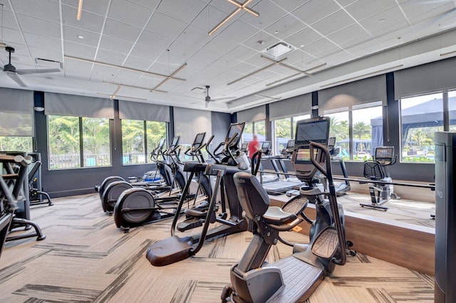 workout area with a drop ceiling, carpet floors, and ceiling fan