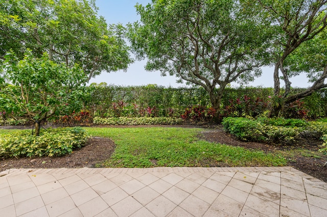 view of yard featuring a patio area