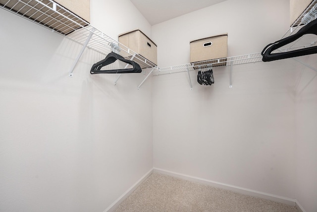 walk in closet with carpet flooring