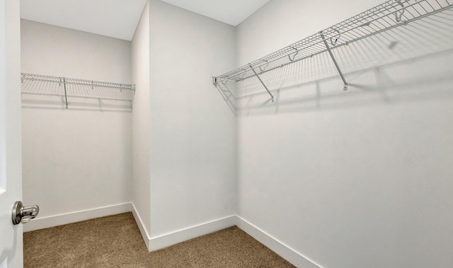 walk in closet featuring carpet flooring