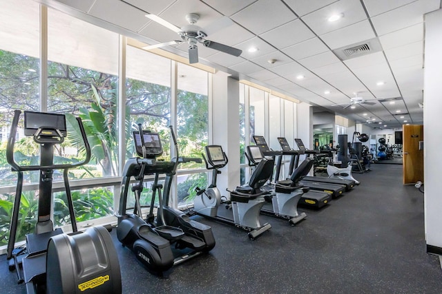 gym with a paneled ceiling, expansive windows, and ceiling fan