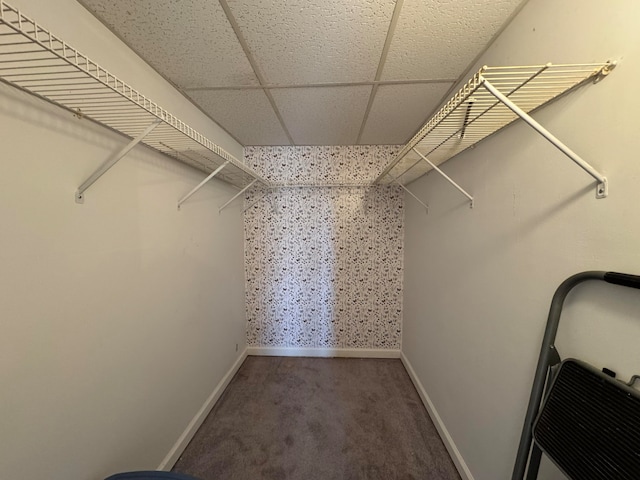 spacious closet with a paneled ceiling and dark carpet