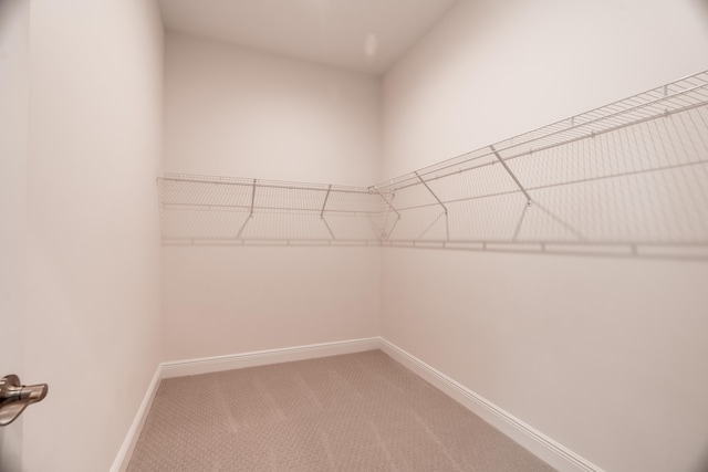 spacious closet featuring carpet flooring