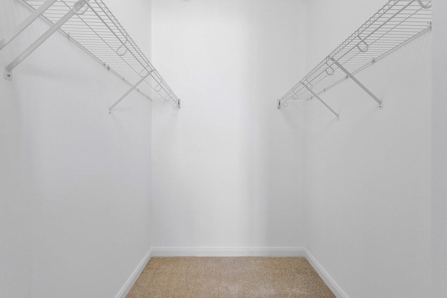 walk in closet with carpet flooring