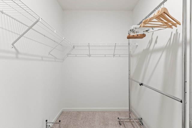 spacious closet featuring carpet flooring