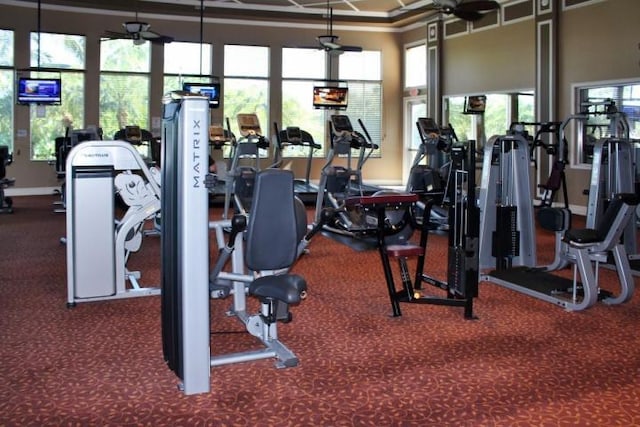 exercise room featuring ceiling fan, carpet floors, and crown molding