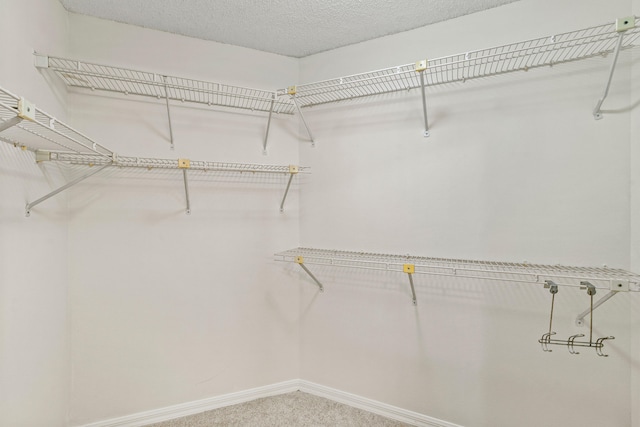 spacious closet featuring carpet