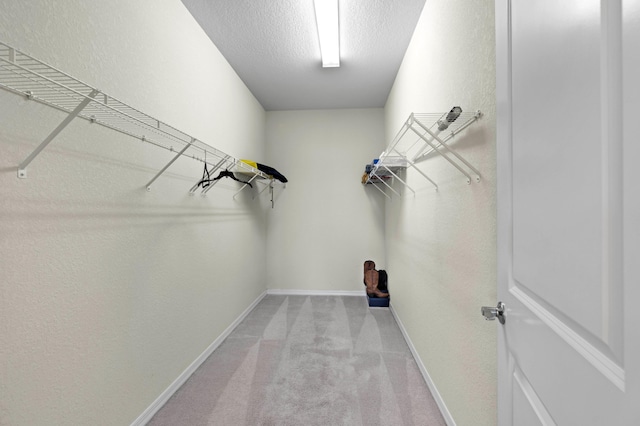 walk in closet with light colored carpet