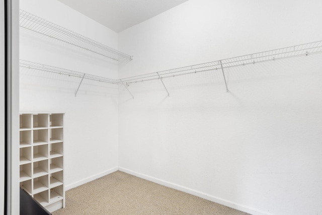 spacious closet featuring carpet