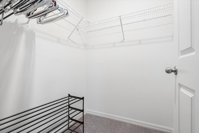 spacious closet featuring carpet floors