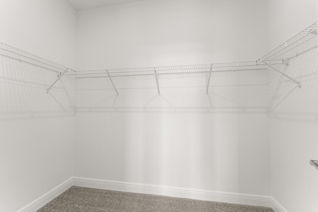 950 SW Prairie Ave, Palm City, FL 34990 - spacious closet with carpet