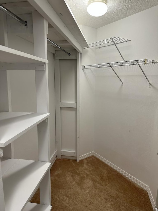 walk in closet featuring carpet flooring