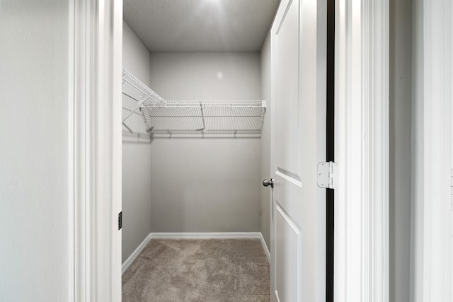 spacious closet featuring carpet