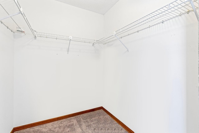 walk in closet featuring carpet flooring