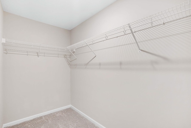 spacious closet featuring carpet