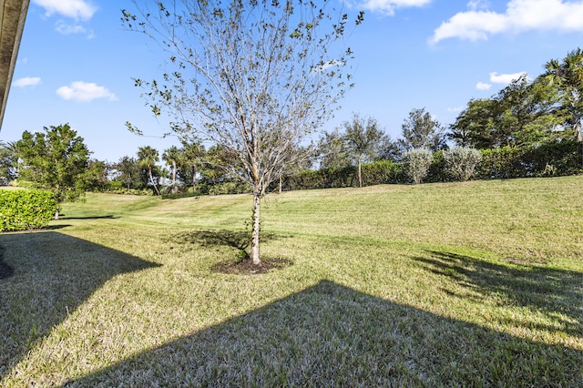 view of yard