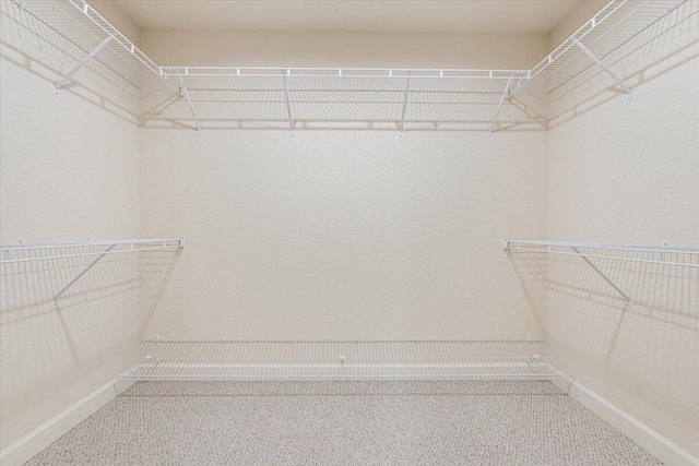 spacious closet featuring carpet