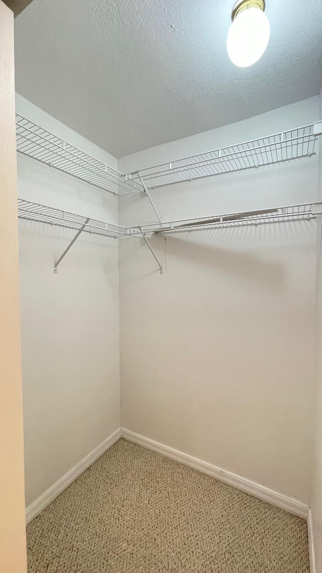 spacious closet featuring carpet