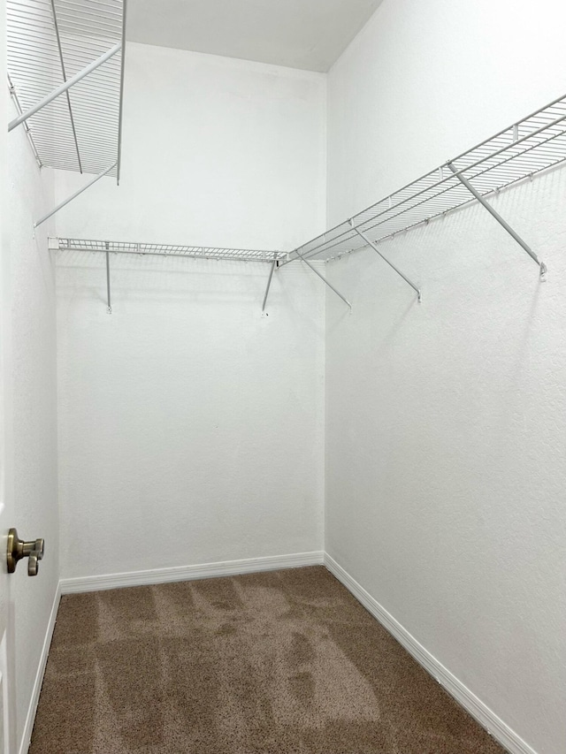 walk in closet featuring carpet flooring