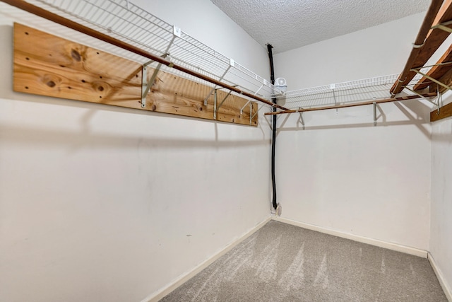 walk in closet with carpet flooring