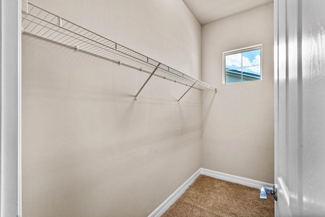 walk in closet with carpet floors