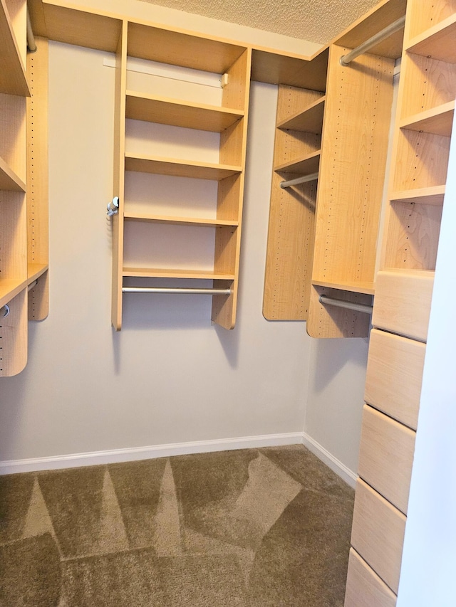 spacious closet featuring carpet flooring