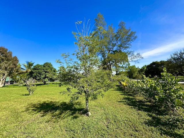 view of local wilderness