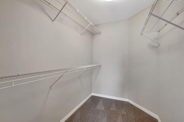 walk in closet featuring carpet floors