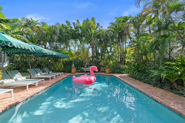 view of pool featuring a patio