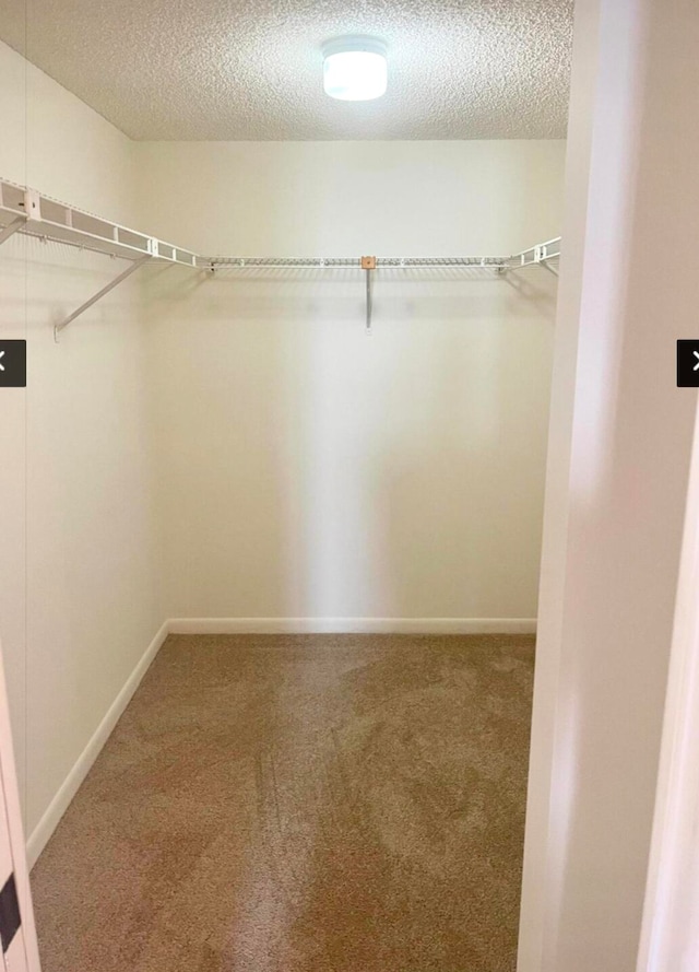 spacious closet featuring carpet