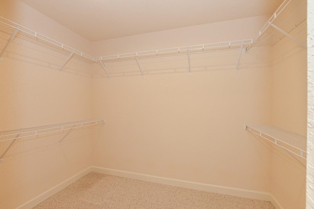 walk in closet featuring carpet floors