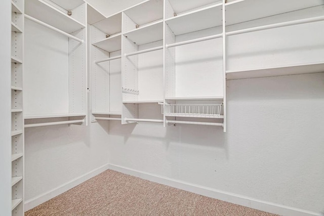 spacious closet featuring carpet floors