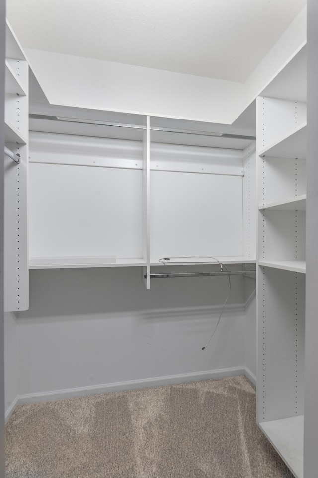 spacious closet featuring carpet