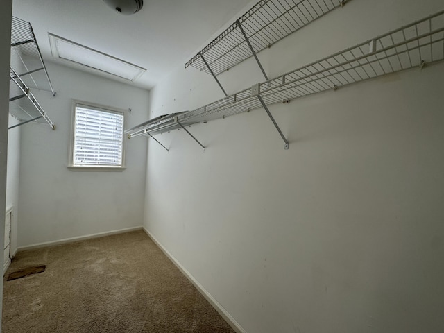 walk in closet featuring carpet flooring