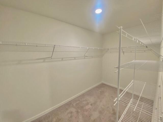 spacious closet featuring carpet flooring