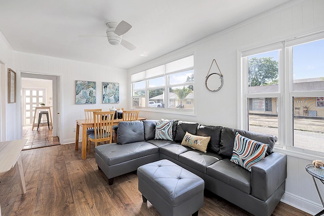 living room featuring ornamental molding, ceiling fan, and dark wood-type flooring