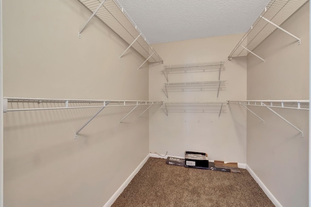 spacious closet featuring carpet