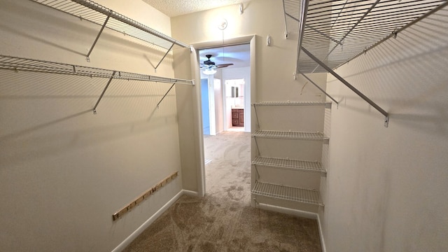 spacious closet with carpet flooring and ceiling fan