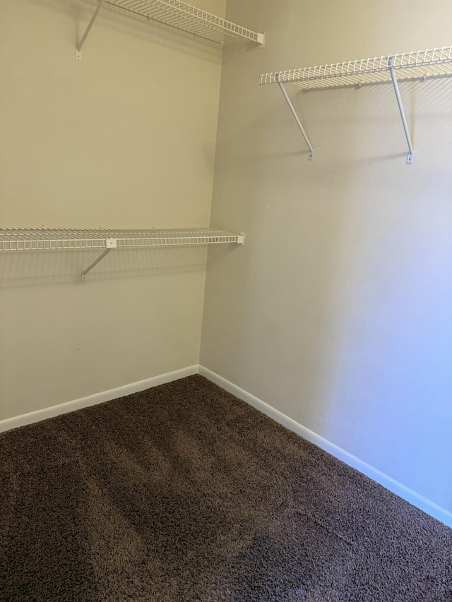 walk in closet featuring carpet flooring