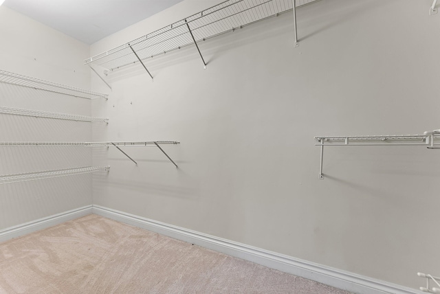 spacious closet featuring carpet flooring