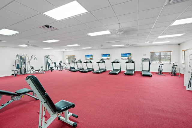 exercise room with a drop ceiling, ceiling fan, and carpet floors