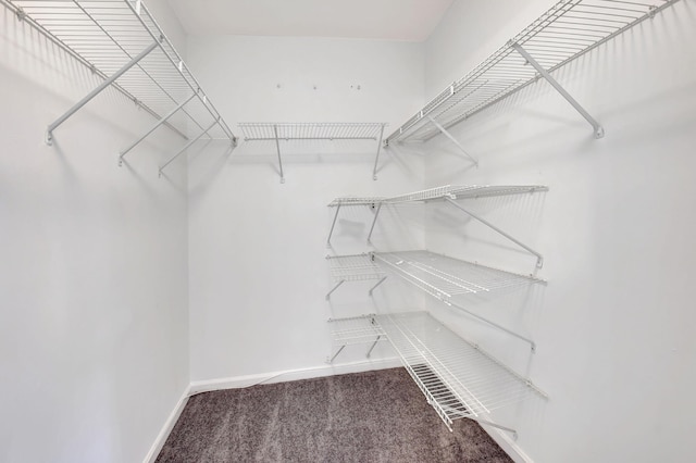 walk in closet featuring carpet floors