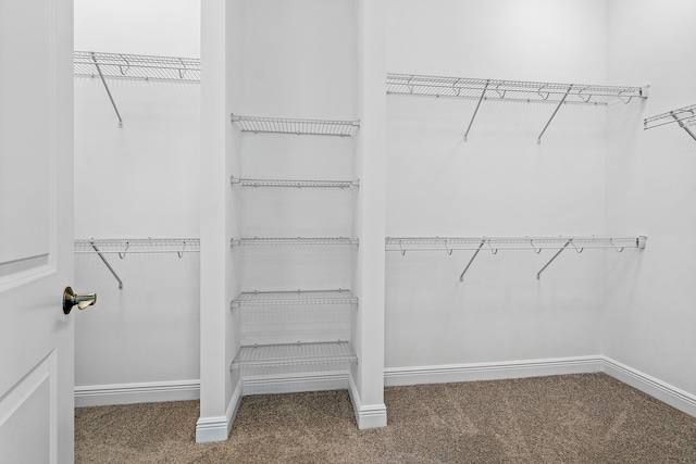 walk in closet with carpet flooring