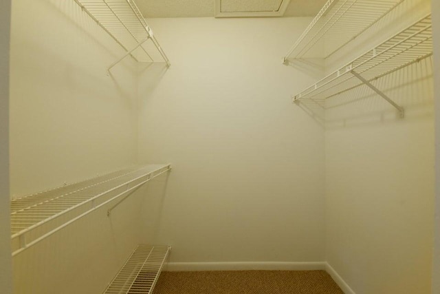 spacious closet featuring carpet floors