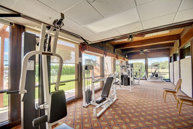 interior space featuring carpet, a drop ceiling, and ceiling fan