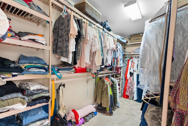 spacious closet featuring carpet flooring