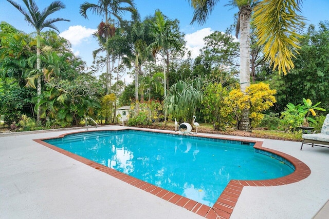 view of pool featuring a patio