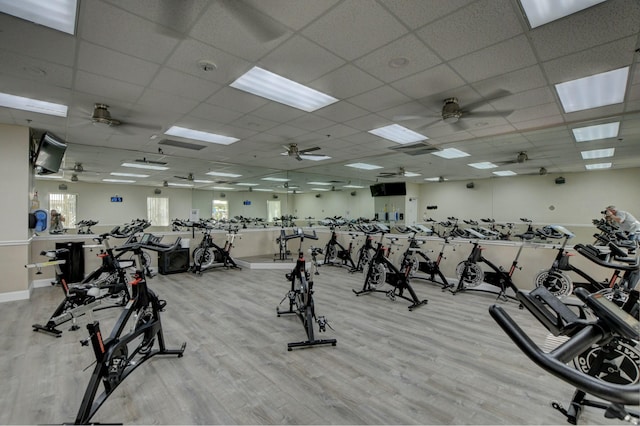 gym with a paneled ceiling, ceiling fan, and light hardwood / wood-style floors