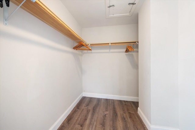 spacious closet featuring dark hardwood / wood-style floors