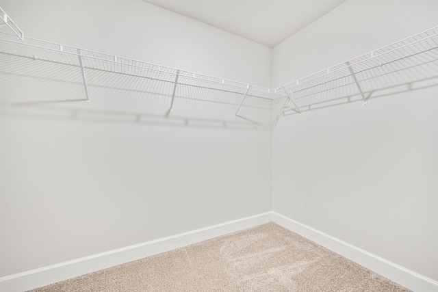 walk in closet with carpet floors